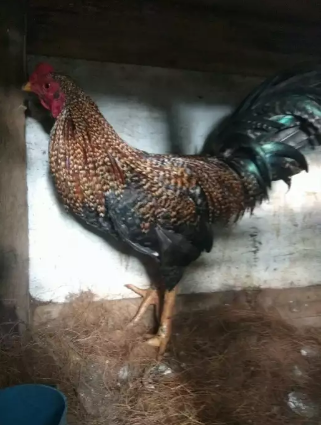 Ayam Jago kampung – Jual Beli Hewan Jadi Mudah