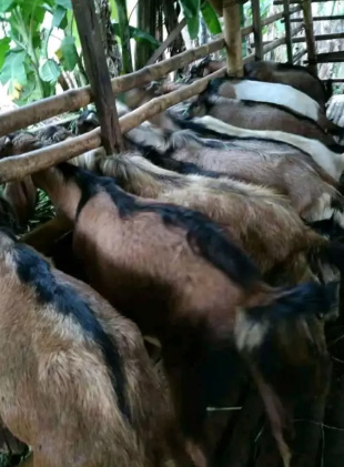 Assalam..jual kambing dan domba Aqiqah harga murah,sehat dan syar'i..