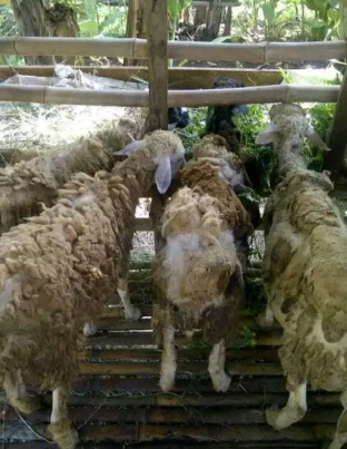 Assalam..jual kambing dan domba Aqiqah harga murah,sehat dan syar'i..