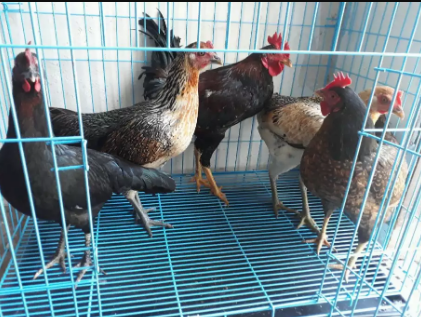 Ayam kampung asli 5 ekor. 1jntn & 4btina