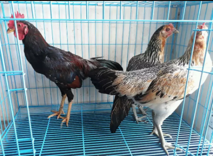 Ayam kampung asli 3 ekor