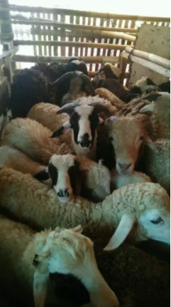 Domba dan Catering Nahda Aqiqah Bandung