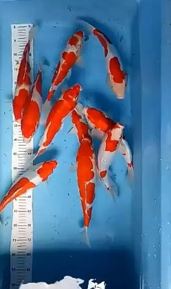Ikan Koi Murah