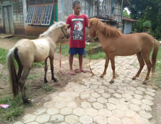 Kuda sepasang jantan dan betina