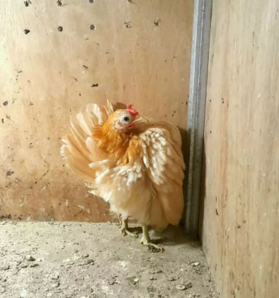 Ayam Serama Betina