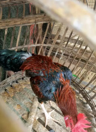 lancuran ayam ketawa sdh bljar kluruk
