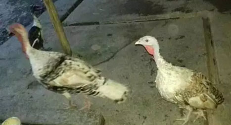 Ayam Kalkun sepasang