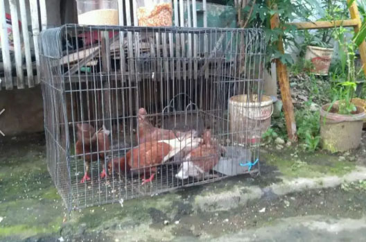 Burung Dara Merpati Borong 5 Ekor