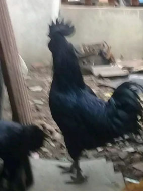 Ayam cemani sepasang
