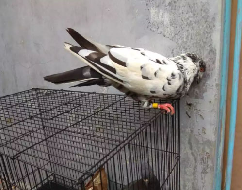 Burung dara sepasang