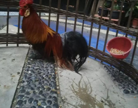 Ayam Hias Ohiki