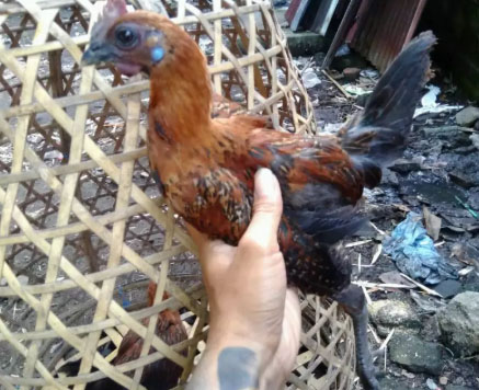 Anakan ayam black