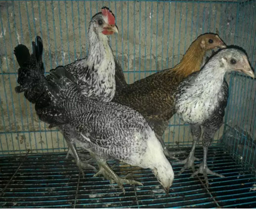 Pullet Siap Bertelur Ayam Arab -+14 Minggu GRATIS Ongkos Kirim