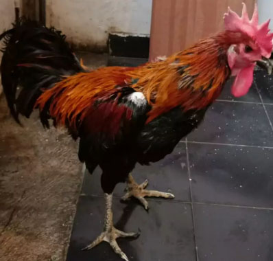 Ayam Jago Pelung (Nama : Abeng)