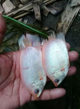 bibit ikan tembakang albino