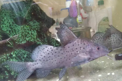 Ikan Synodontis Besar