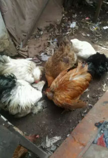 Ayam hias brahma dan lain- lain