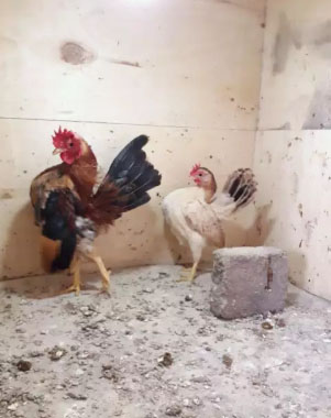 Ayam Serama Indukan Sepasang Bertelur