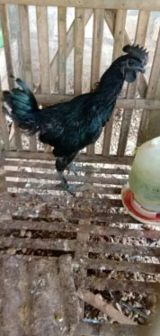 Ayam cemani jantan muda muraaaaahhhh