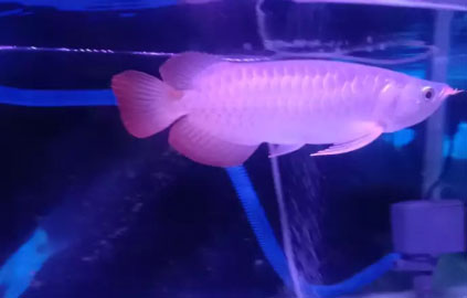 Ikan air tawar arwana super red 27-28 cm kurleb