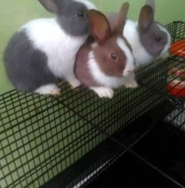 Kelinci ND hotot murah dan dutch panda