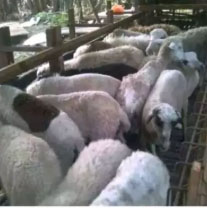 Domba jantan dan betina