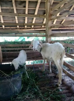 kambing domba badot