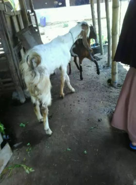 kambing jantan