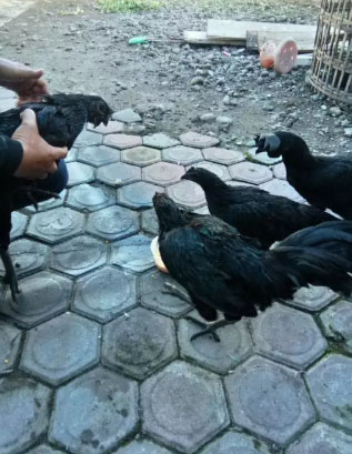 ayam cemani / ayam hitam