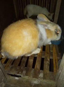Kelinci lion anggora