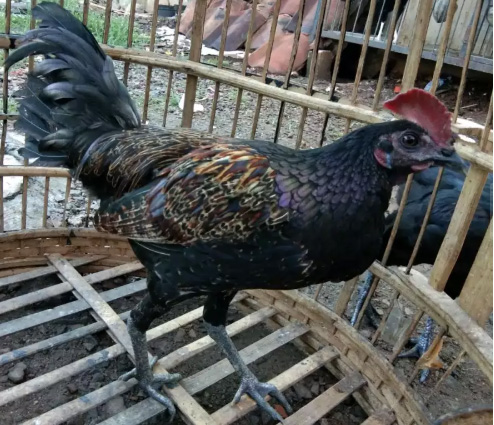 Bekisar Pancawarna / Ayam Hutan lokasi Jakarta #bangkok koi merpati