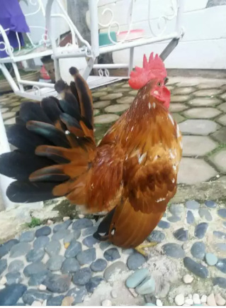 Jago Ayam Serama