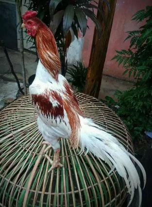 Ayam Bangkok ( Menyediakan Semua Jenis Ayam Lengkap Serta Ukuran )