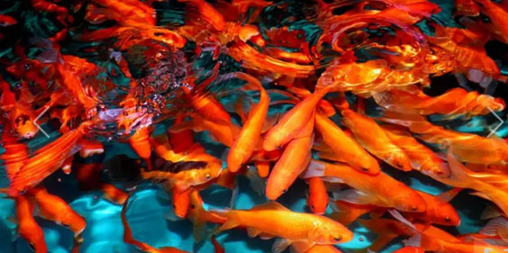 Ikan Koi Warna Orange | Ikan Koi Oren | Ikan Koi Benigoi