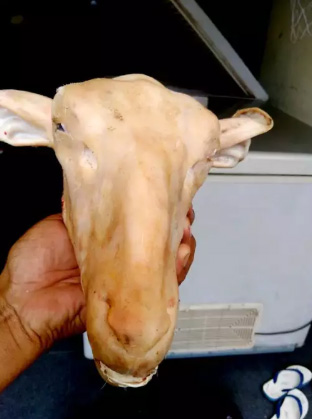 Kepala kaki kambing