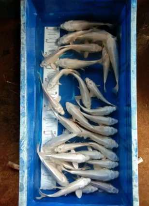 Jual ikan koi platinum dan ogon uk. 17-20 cm