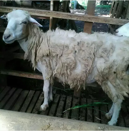 Di jual 3 ekor kambing betina
