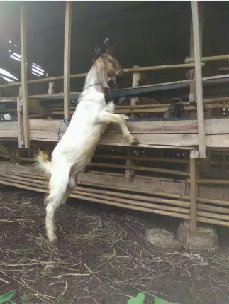 Kambing aqiqah super no kaleng kaleng