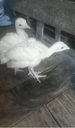 Anakan kalkun sepasang
