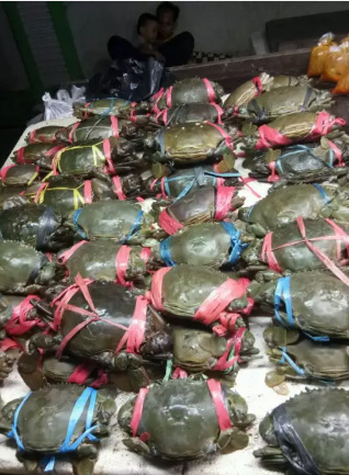 Kepiting Besar Bisa Dikirim Jabodetabek