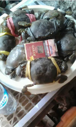 Kepiting dan kerang seafood
