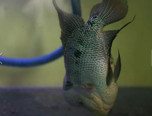 Ikan louhan kamfa + aquarium + filter + lampu led 40 cm