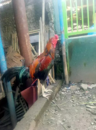 Jual ayam Bangkok cuma 300 ribu aja