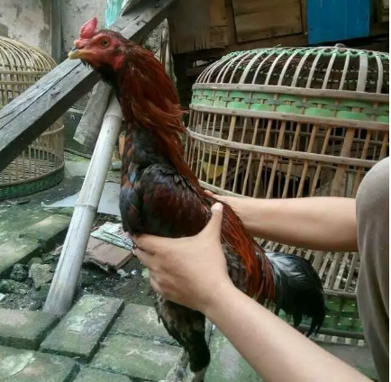 Ayam bangkok jenis magonkhoy iq istimewa 3D