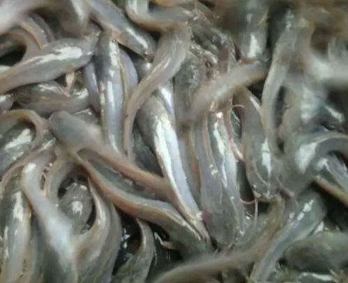 Benih Ikan Lele Sangkuriang, Bawal, Nila