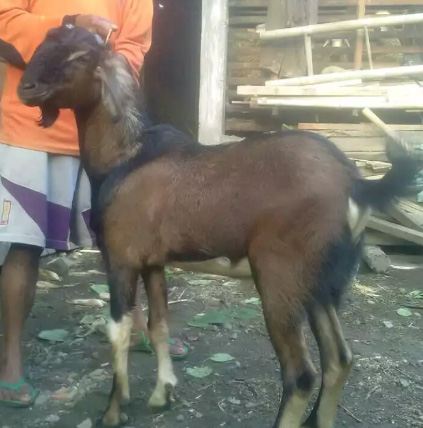 Kambing qurban dan aqiqah