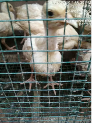 Ayam hias KalKun anakan White Holland