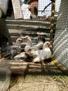 Ayam kate kecil dan siapan