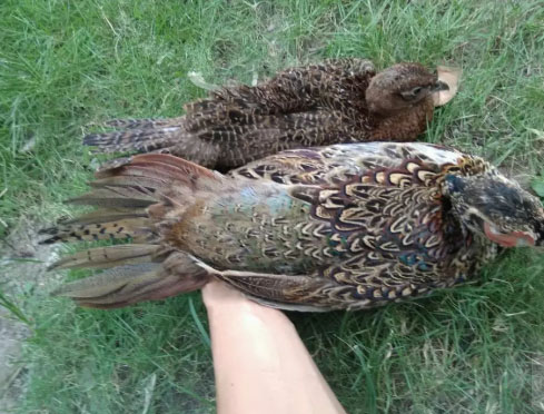 Sepasang ayam hutan Ringneck pheasant Remaja