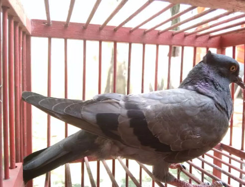 Burung dara Masih muda